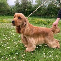 Cocker Spaniel (Working & Show) - Both