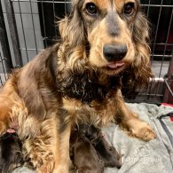 Cocker Spaniel (Working & Show) - Both