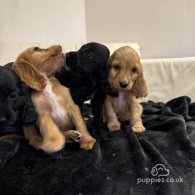 Cocker Spaniel (Working & Show) - Both