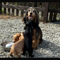 Cocker Spaniel (Working & Show) - Both