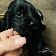 Cocker Spaniel (Working & Show) - Both