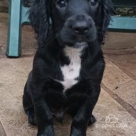 Cocker Spaniel (Working & Show) - Both