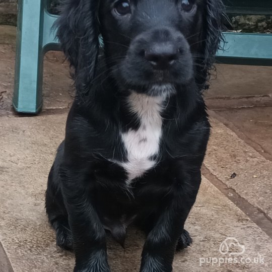 Cocker Spaniel (Working & Show) - Both