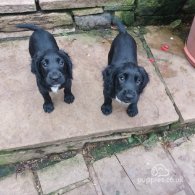 Cocker Spaniel (Working & Show) - Both