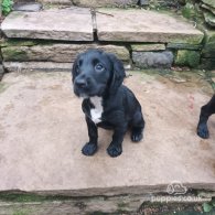 Cocker Spaniel (Working & Show) - Both