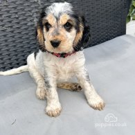 Cocker Spaniel (Working & Show) - Both