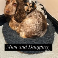 Cocker Spaniel (Working & Show) - Both