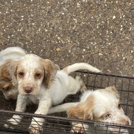 Cocker Spaniel (Working & Show) - Both