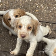 Cocker Spaniel (Working & Show) - Both