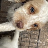 Cocker Spaniel (Working & Show) - Both