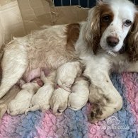 Cocker Spaniel (Working & Show) - Both