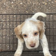 Cocker Spaniel (Working & Show) - Both