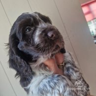 Cocker Spaniel (Working & Show) - Dogs