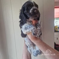 Cocker Spaniel (Working & Show) - Dogs