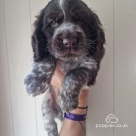 Cocker Spaniel (Working & Show) - Dogs