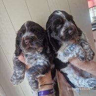 Cocker Spaniel (Working & Show) - Dogs