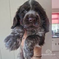 Cocker Spaniel (Working & Show) - Dogs