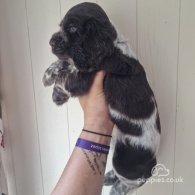 Cocker Spaniel (Working & Show) - Dogs