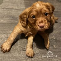 Cocker Spaniel (Working & Show) - Both