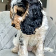 Cocker Spaniel (Working & Show) - Both