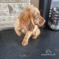 Cocker Spaniel (Working & Show) - Both