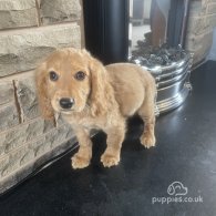 Cocker Spaniel (Working & Show) - Both