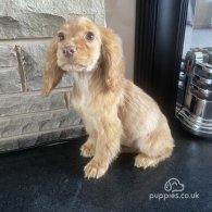 Cocker Spaniel (Working & Show) - Both