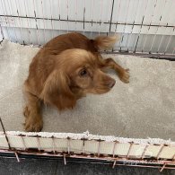 Cocker Spaniel (Working & Show) - Both