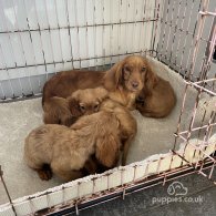 Cocker Spaniel (Working & Show) - Both