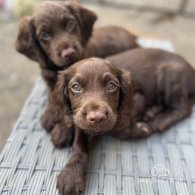 Cocker Spaniel (Working & Show) - Both