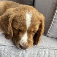 Cocker Spaniel (Working & Show) - Both