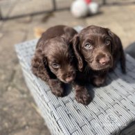 Cocker Spaniel (Working & Show) - Both