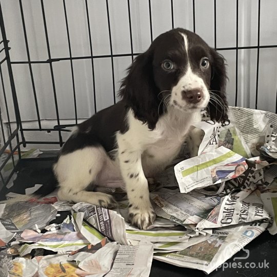 Cocker Spaniel (Working & Show) - Both