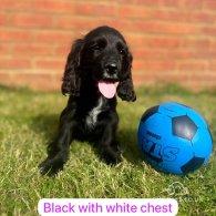 Cocker Spaniel (Working & Show) - Both