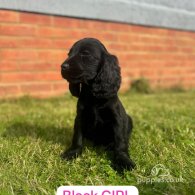 Cocker Spaniel (Working & Show) - Both