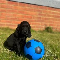 Cocker Spaniel (Working & Show) - Both