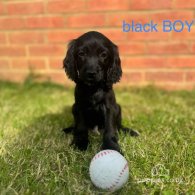 Cocker Spaniel (Working & Show) - Both