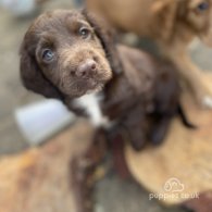 Cocker Spaniel (Working & Show) - Both