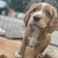 Cocker Spaniel (Working & Show) - Both