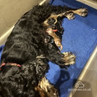 Cocker Spaniel (Working & Show) - Both