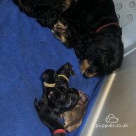 Cocker Spaniel (Working & Show) - Both