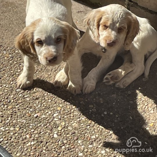 Cocker Spaniel (Working & Show) - Both