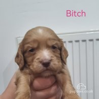 Cocker Spaniel (Working & Show) - Both