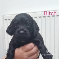 Cocker Spaniel (Working & Show) - Both