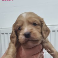 Cocker Spaniel (Working & Show) - Both