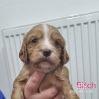 Cocker Spaniel (Working & Show) - Both