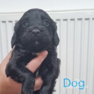 Cocker Spaniel (Working & Show) - Both