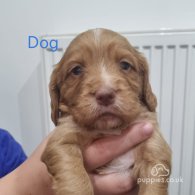 Cocker Spaniel (Working & Show) - Both