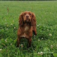 Cocker Spaniel (Working & Show) - Both