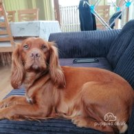 Cocker Spaniel (Working & Show) - Both